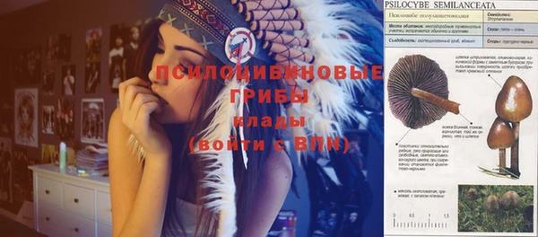 трава Абаза